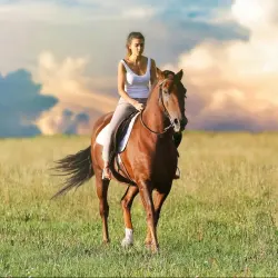 Image representing Girl on Horse